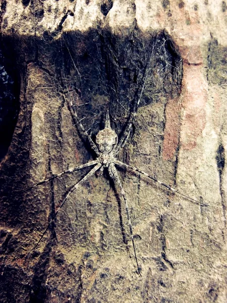 Close Grande Aranha Negra — Fotografia de Stock