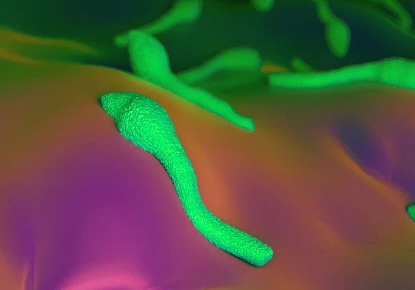 クロストリジウム テタニ菌 Clostridium Tetani テタヌスを引き起こすグラム陽性 胞子形成 ロッド状の細菌の一種である 球状のエンドスポアは各細菌の上端に腫脹として現れる — ストック写真