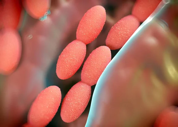 Rendering Acetobacter Bacteria — Stock Photo, Image