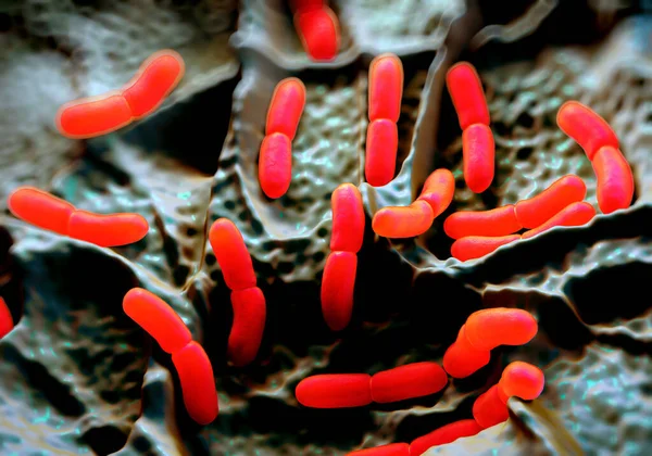 3d illüstrasyon - Lactobacillus Bulgaricus Bakterisi