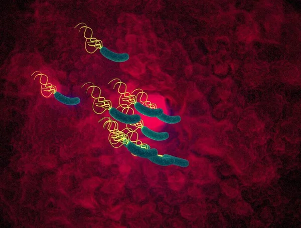 Крупный План Бактерии Helicobacter Pylori — стоковое фото