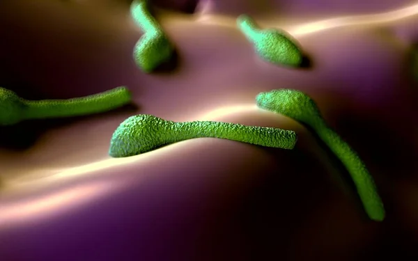 Illusztráció Clostridium Tetani Baktérium — Stock Fotó