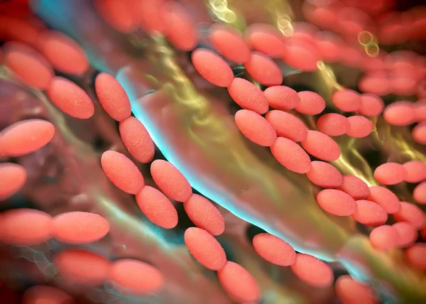 3D görüntüleme - asetobacter bakteri