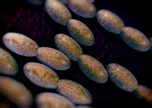 3D görüntüleme - asetobacter bakteri