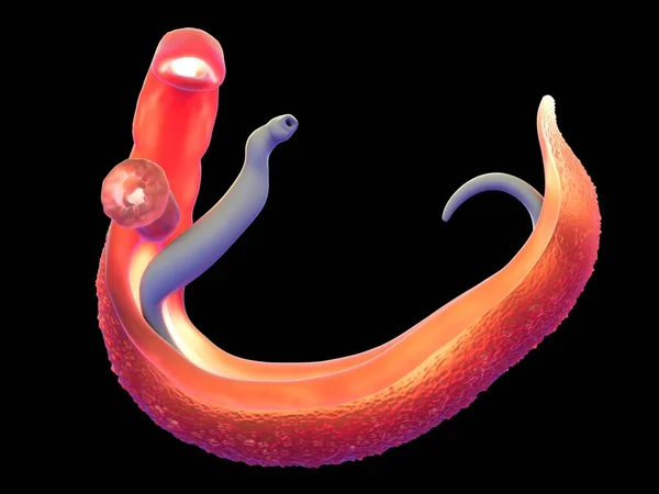 Schistosoma 'nın 3 boyutlu çizimi