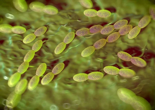 Rendering Acetobacterbacteriën — Stockfoto