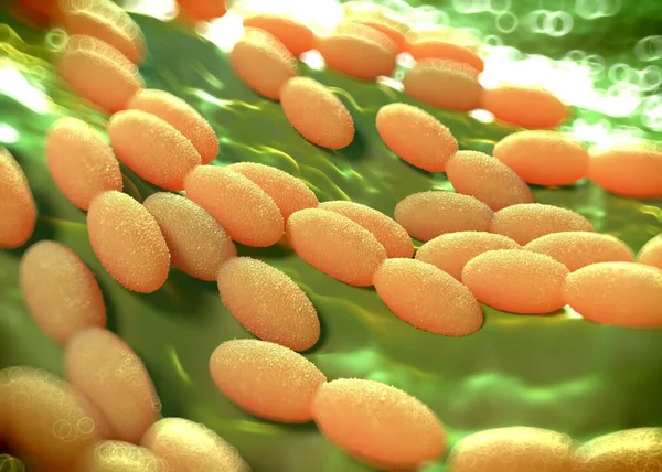 3D görüntüleme - asetobacter bakteri