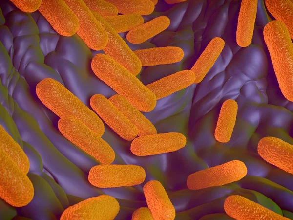 These bacteria, also known as Salmonella enterica enterica, are Gram-negative, rod-shaped cells. Salmonella is a major cause of food poisoning (salmonellosis) in humans, most commonly caught from infected pork, poultry and eggs