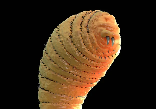 Botfly, Bot fly larvası veya Gasterophilus parazit sinek larvası