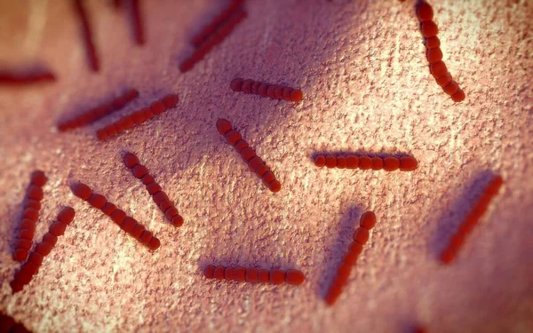 Streptococcus Pneumoniae Pneumococcus Είναι Gram Θετικά Παθογόνα Βακτήρια Που Προκαλούν — Φωτογραφία Αρχείου