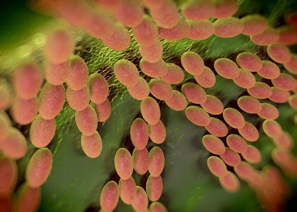 Görüntüleme Asetobacter Bakteri — Stok fotoğraf