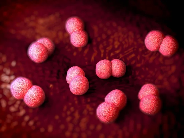 Neisseria Meningitidis Bactérias Parasita Humano Obrigatório Que Causa Meningite Meningocócica — Fotografia de Stock
