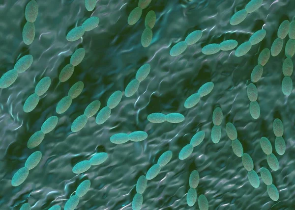 3D görüntüleme - asetobacter bakteri