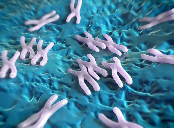 Chromosomes are a packaged form of the genetic material DNA  and form during cell replication