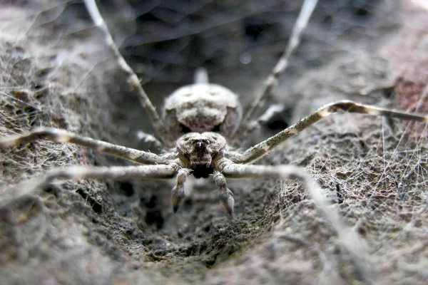 Close Grande Aranha Negra — Fotografia de Stock