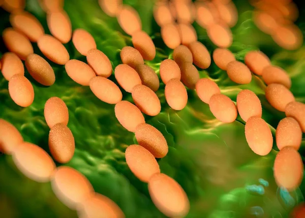 3D görüntüleme - asetobacter bakteri