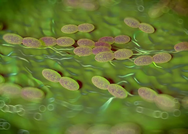 3D görüntüleme - asetobacter bakteri