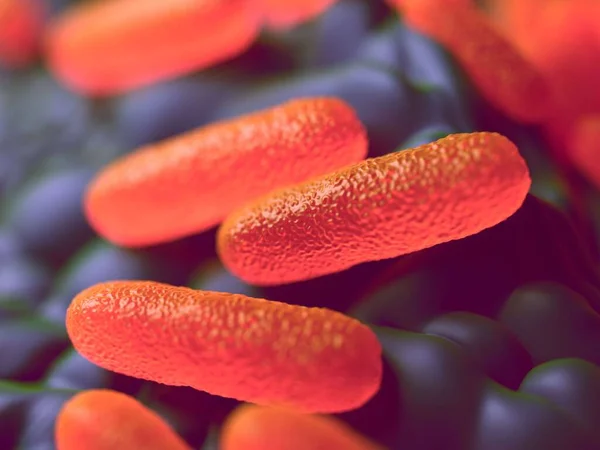 These bacteria, also known as Salmonella enterica enterica, are Gram-negative, rod-shaped cells. Salmonella is a major cause of food poisoning (salmonellosis) in humans, most commonly caught from infected pork, poultry and eggs
