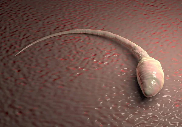 Sperm hücresi resimleme 