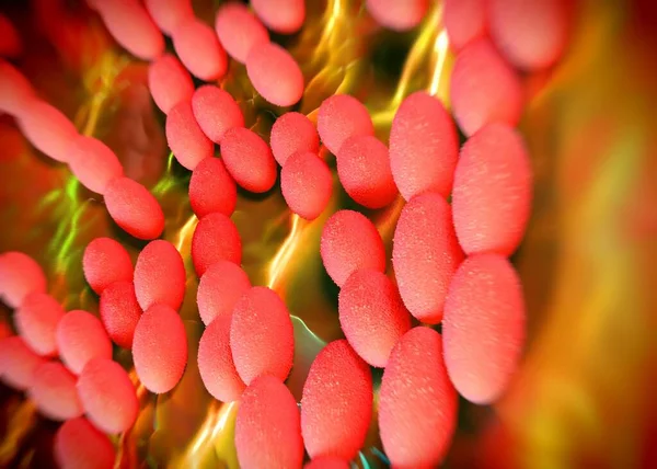 3D görüntüleme - asetobacter bakteri