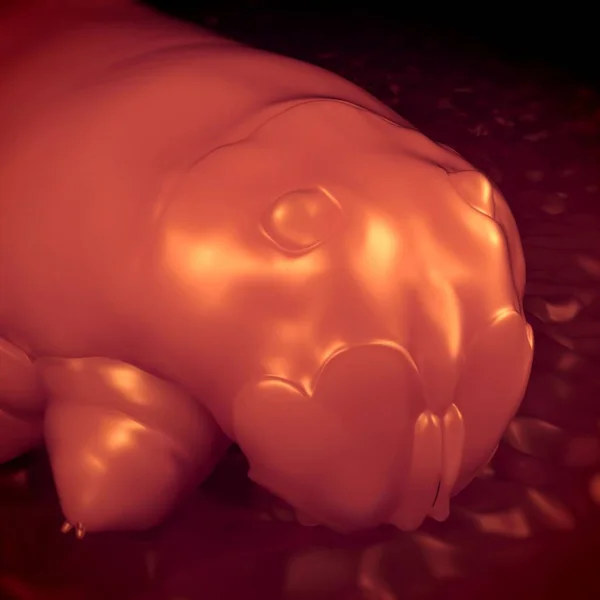 3D görüntüleme - kirpik maytı