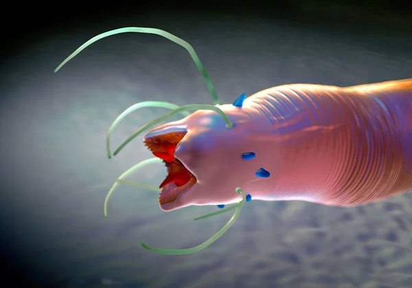 Rendering Gusano Nematodo —  Fotos de Stock