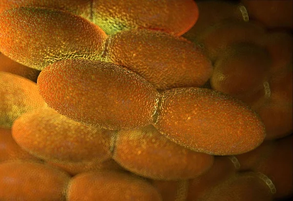 Sirke yapımında kullanılan asetobacter aseti bakterisi.