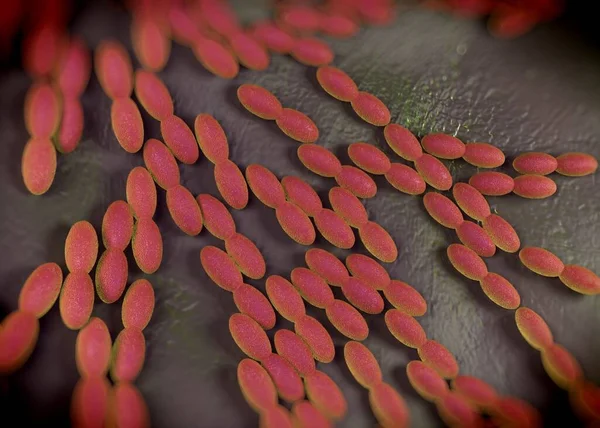 3D görüntüleme - asetobacter bakteri