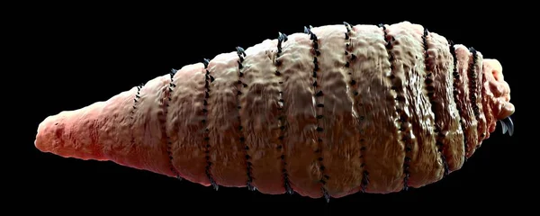 Illustration Botfly Larva — Stockfoto