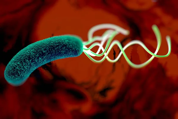 closeup of Helicobacter pylori bacterium