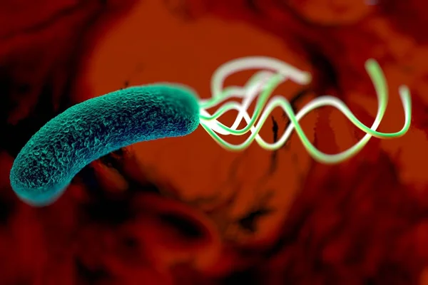 Helicobacter pylori bakterisine yakın çekim 