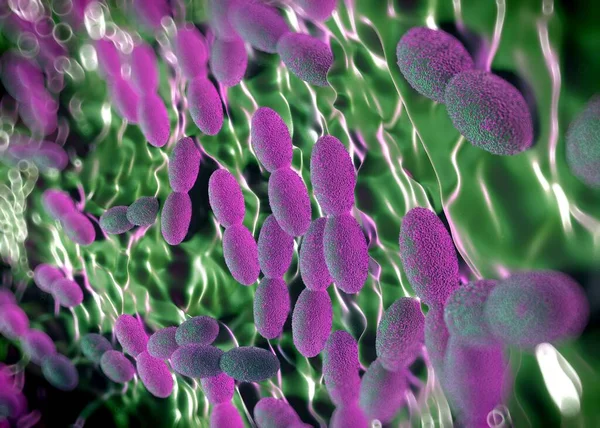 3D görüntüleme - asetobacter bakteri