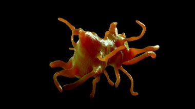 Amoeba protozoanı. Bu, bakteri ve daha küçük protozoalarla beslenen tek hücreli tatlı bir organizma..