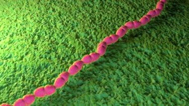 Enterococcus Faecalis Bakterisinin 3d illüstrasyonu