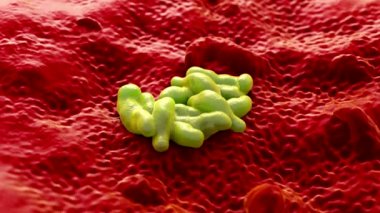 3D Campylobacter Jejuni Bakterisi