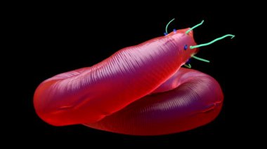 Nematode Solucanının 3d illüstrasyonu