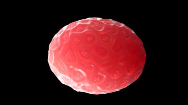 3 boyutlu Nematode solucan yumurtaları.