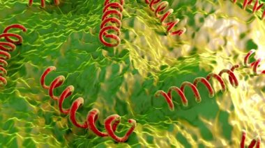 Treponema pallidum frengi bakterisi, cinsel yolla bulaşan tehlikeli frengiden sorumlu bakteri.