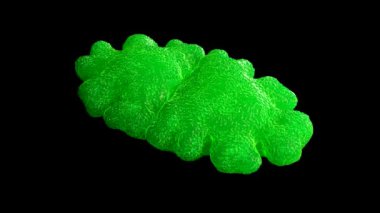 Euastrum oblongum desmid green alga. Desmidler, hücre duvarları karmaşık olan tek hücreli tatlı su yosunlarından oluşan yaygın bir gruptur.