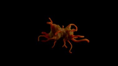 Amoeba protozoanı. Bu, bakteri ve daha küçük protozoalarla beslenen tek hücreli tatlı bir organizma..