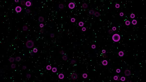 Violet Bubbles Black Background — Wideo stockowe