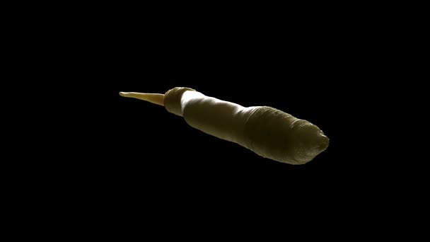 Caenorhabditis Elegans Worm — Stock Video