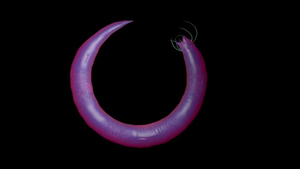 Illustrazione Nematode Worm — Video Stock