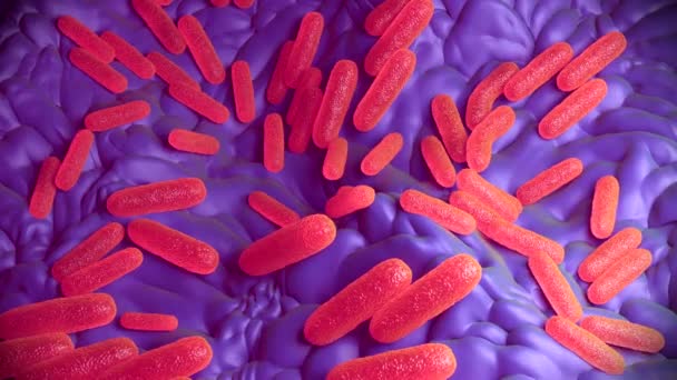 Ilustracja Bakterie Salmonella Typhimurium — Wideo stockowe