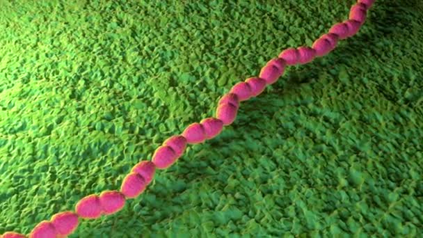 Απεικόνιση Του Enterococcus Faecalis Bacterium — Αρχείο Βίντεο