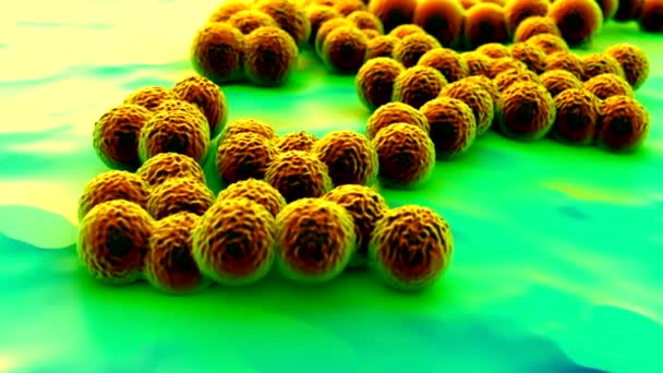 Superbug Oder Staphylococcus Aureus Mrsa Bakterien — Stockvideo