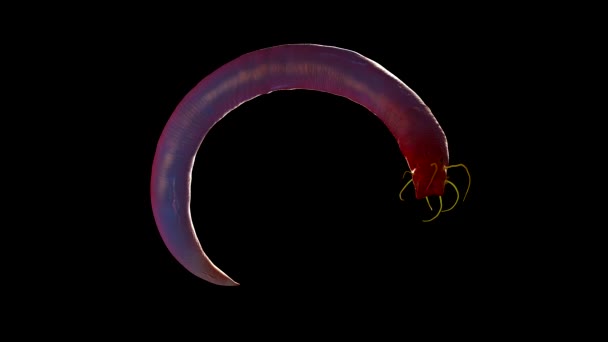 Ilustrace Nematode Worm — Stock video