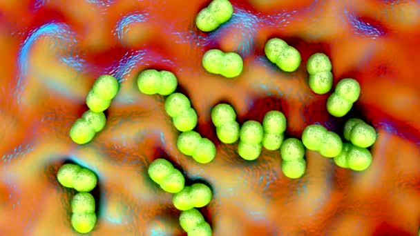 Superbugg Eller Staphylococcus Aureus Bakterier Mrsa — Stockvideo