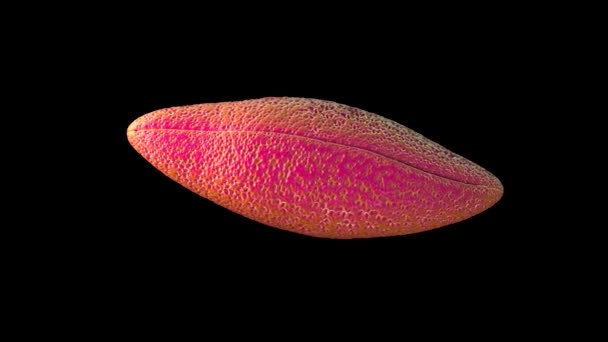꽃가루 알갱이는 꽃피는 식물의 남성성 세포이다 — 비디오