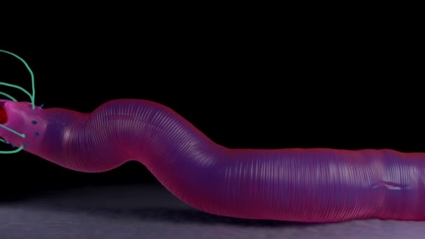 Ilustrace Nematode Worm — Stock video